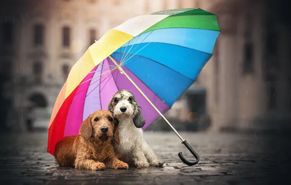 Dogs, street, umbrella