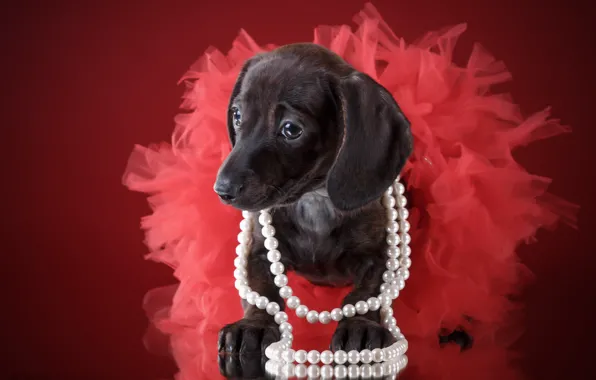 Skirt, girl, puppy, beads, Dachshund