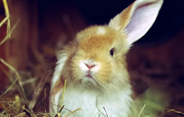 White, grass, rabbit, red, ear