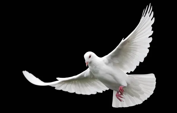 White, dove, wings, flight, black background