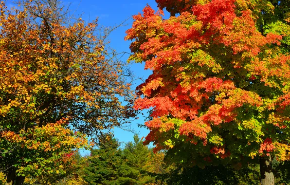 Autumn, forest, the sky, trees