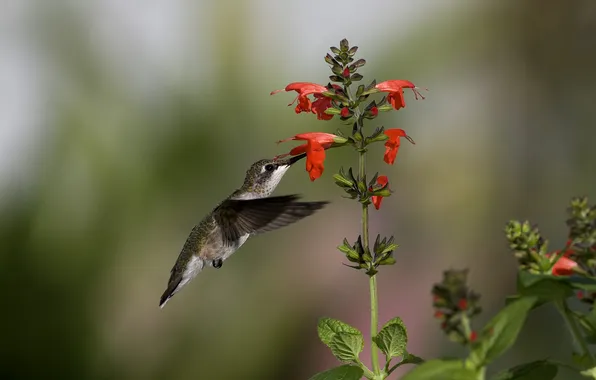 Flowers, nectar, bird, Hummingbird