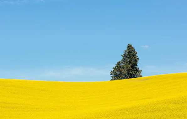 Field, the sky, flowers, tree, hills, Washington, USA