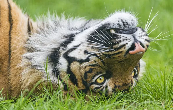 Picture grass, look, face, tiger, ©Tambako The Jaguar, Sumatran