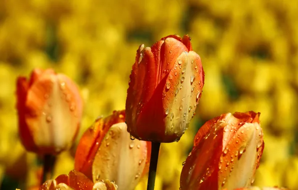 Field, drops, flowers, background, bright, yellow, garden, tulips