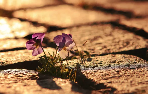 Flowers, the city, street