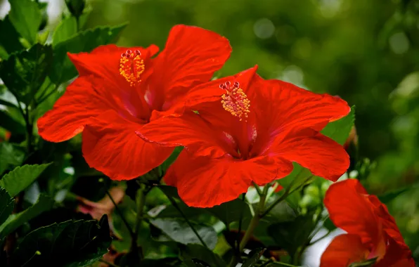 Macro, al, hibiscus
