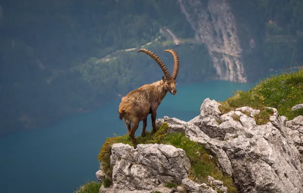 Mountains, nature, stones, open, rocks, vegetation, height, goat