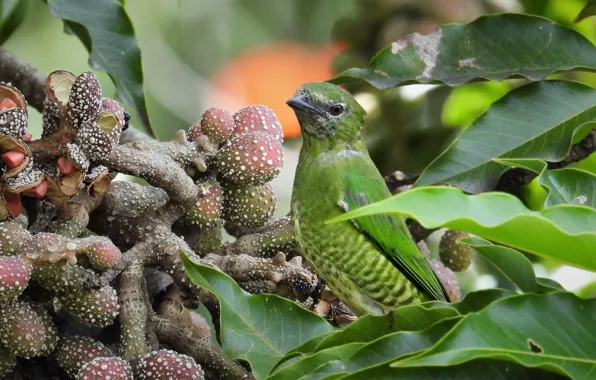 Picture leaves, nature, tree, bird, swallow tanager