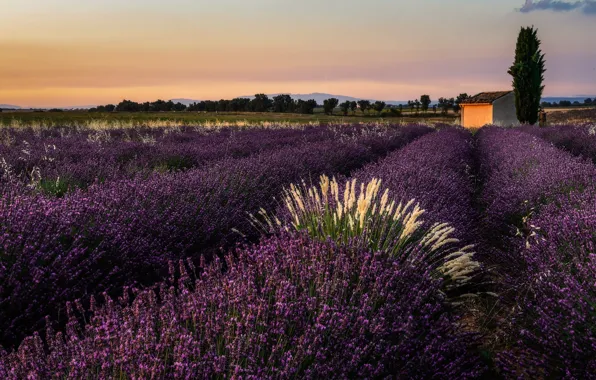 Field, summer, the sky, clouds, trees, sunset, flowers, nature