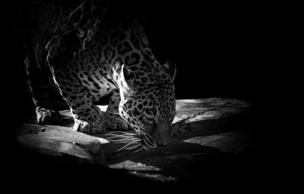 Water, stones, animal, predator, Jaguar, drink, black background