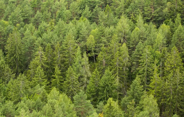 Forest, trees, a lot