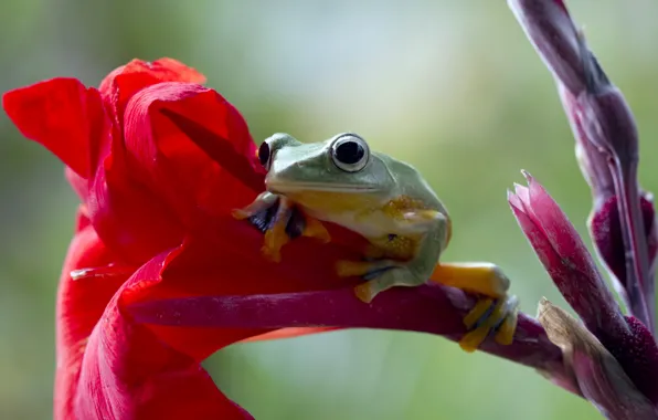 Flower, frog, green