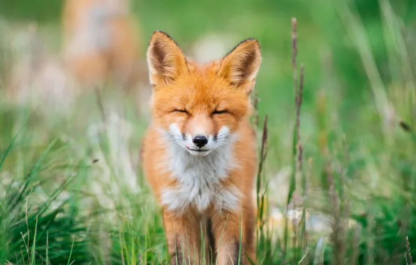 Greens, summer, grass, face, nature, background, animal, portrait