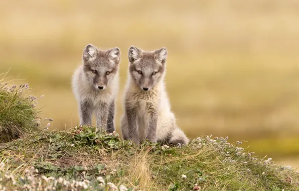 Fox, Fox, wildlife, cubs