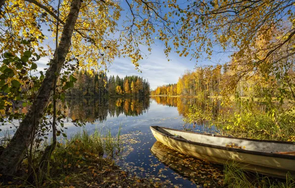 Autumn, forest, the sky, grass, light, branches, lake, pond
