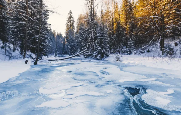Picture winter, forest, river, ice