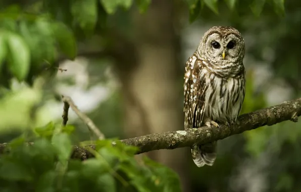 Forest, owl, branch