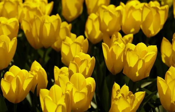 Picture light, flowers, yellow, bright, spring, tulips, buds, a lot