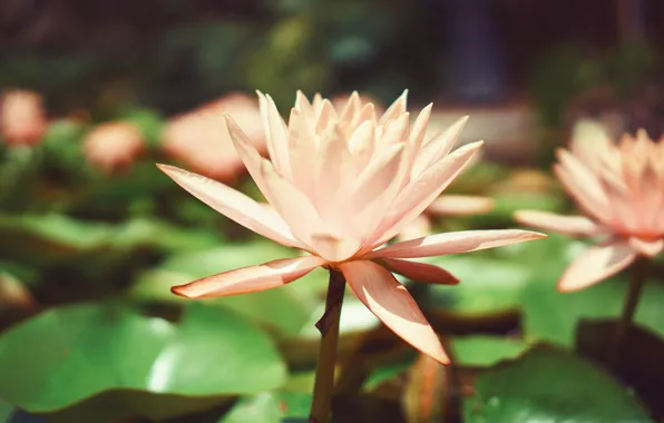 Petals, Lily, water Lily