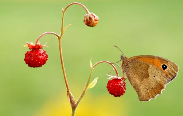 Summer, macro, green, berries, background, butterfly, stem, strawberries