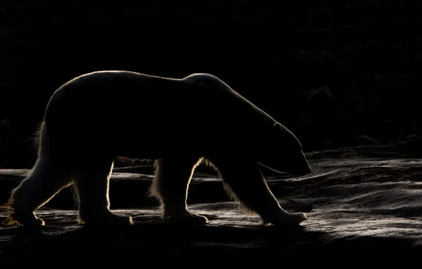 Picture light, darkness, morning, shadows, polar bear