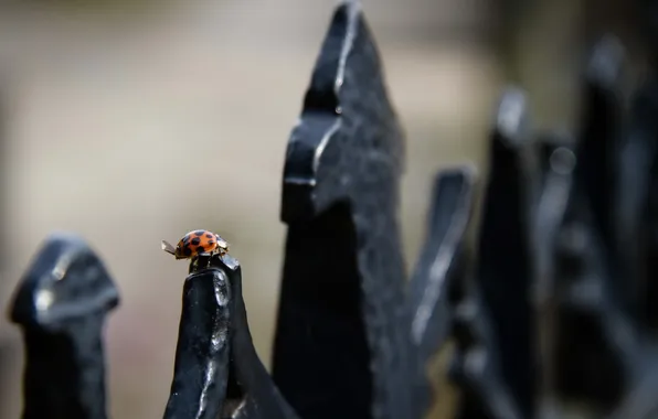 Macro, the fence, ladybug