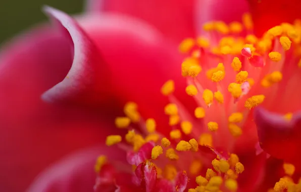 Flower, macro, petals, Camellia