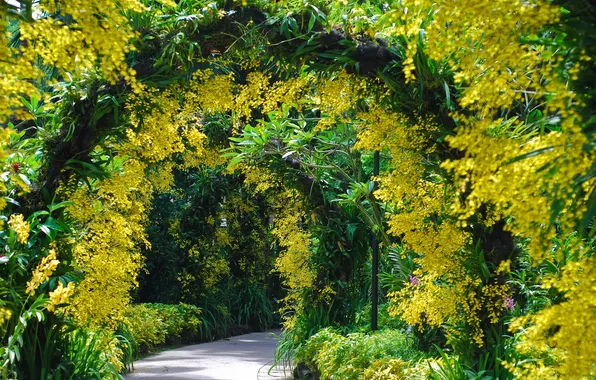 Trees, flowers, plants, Singapore, arch, Botanical garden