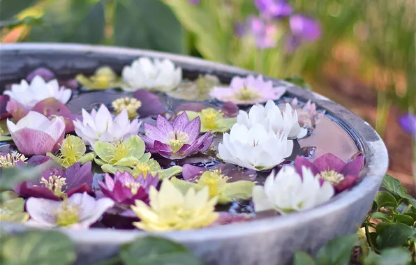 Petals, buds, hellebore, Zimovniki