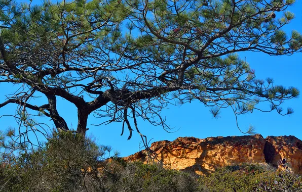The sky, trees, mountains