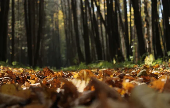 Autumn, leaves, nature