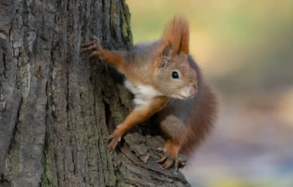 Trees, background, protein, red