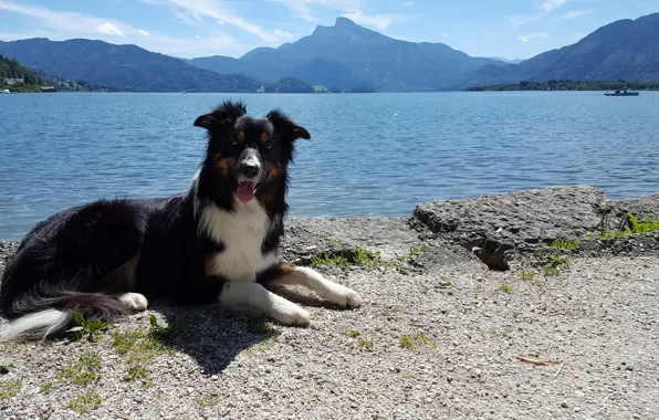 The sun, landscape, mountains, lake, lies, on the shore, The border collie