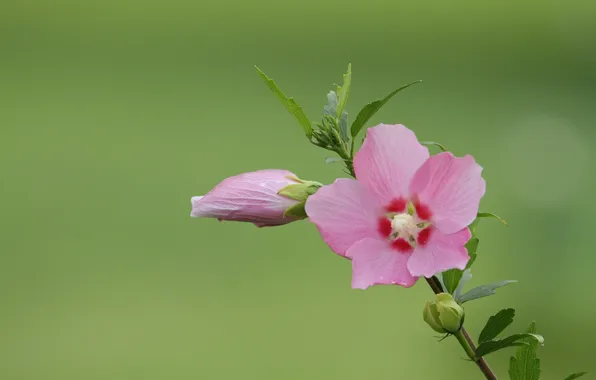 Flower, background, Bud, hibiscus