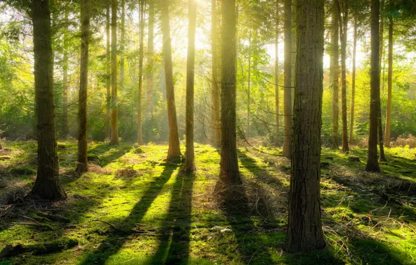 Greens, forest, light, trees, branches, nature, green, fog