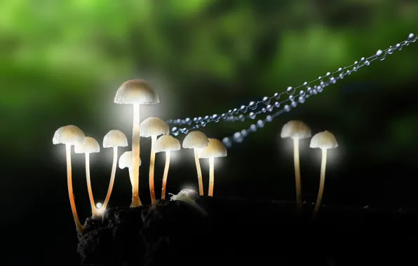 Forest, macro, mushroom, lighting, grren