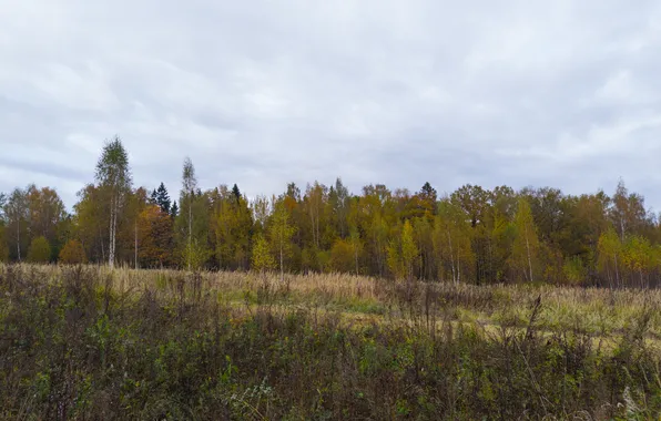 Field, autumn, forest, the sky, grass, trees, clouds, nature