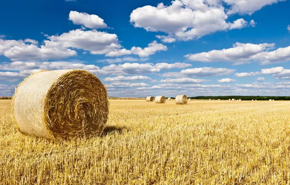 Field, the sky, landscape, nature, background, widescreen, Wallpaper, field