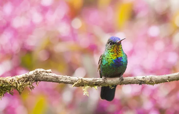 Picture nature, bird, branch, color