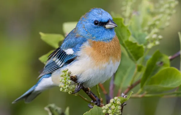 Picture leaves, branches, nature, bird
