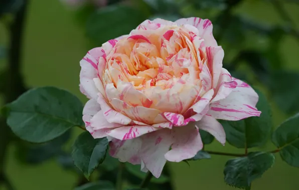 Leaves, macro, close-up, roses, petals