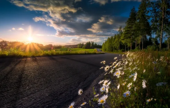 Picture road, summer, flowers, chamomile, morning, Finland