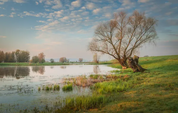 The sky, grass, clouds, light, branches, lake, tree, shore