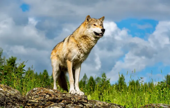 Picture the sky, grass, look, clouds, nature, pose, stones, grey