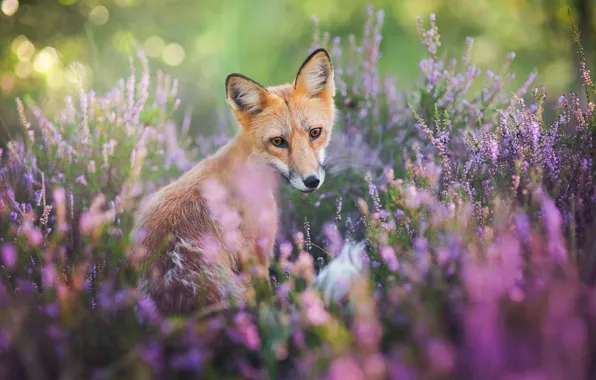 Look, flowers, nature, pose, glade, portrait, blur, muzzle