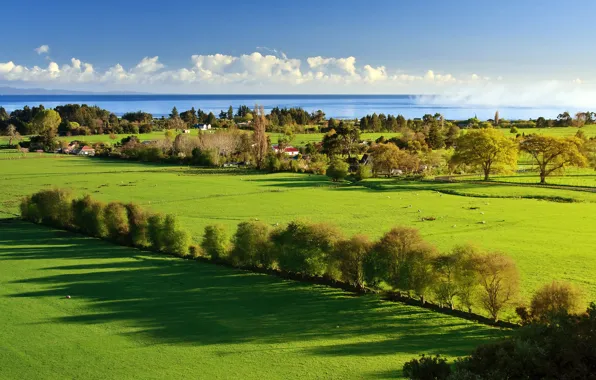 Picture sea, greens, grass, trees