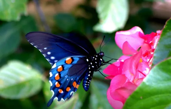 Flower, macro, butterfly, wings, beautiful, closeup