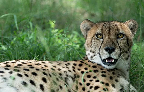 Grass, predator, Cheetah, Africa