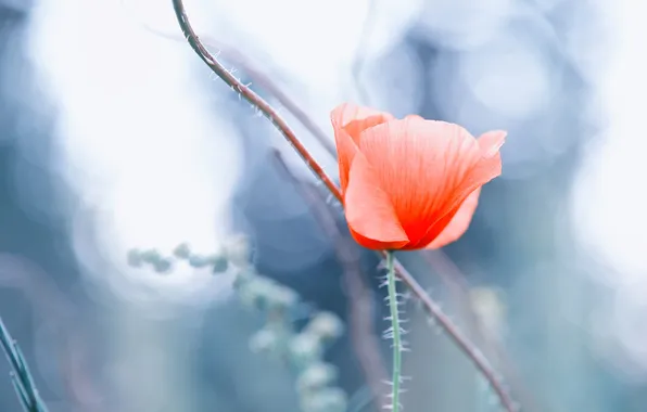 Flower, macro, red, Mac